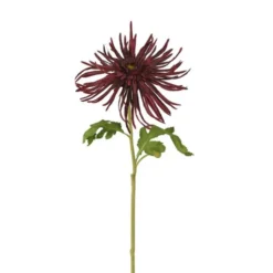 Chrysanthemum