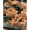 Chrysanthemum torkad