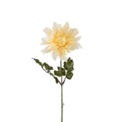 Dahlia