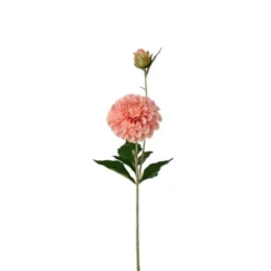 Dahlia