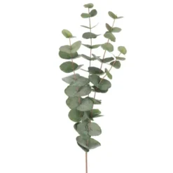 Flergrenad Eucalyptus