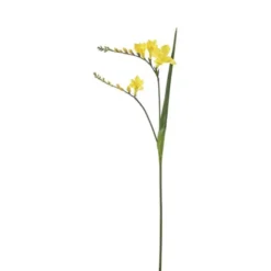 Freesia
