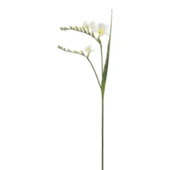 Freesia