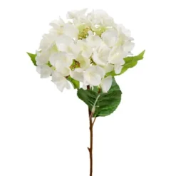 Hortensia snittblomma