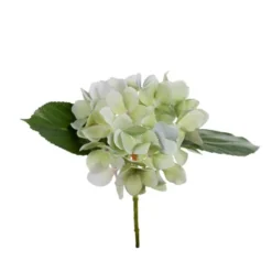 Hortensia snittblomma