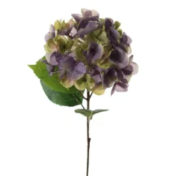 Hortensia snittblomma