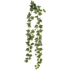 Murgröna flerstänglad