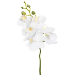 Phalaenopsis Vit