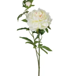 Pion snittblomma