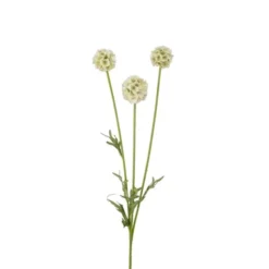Scabiosa