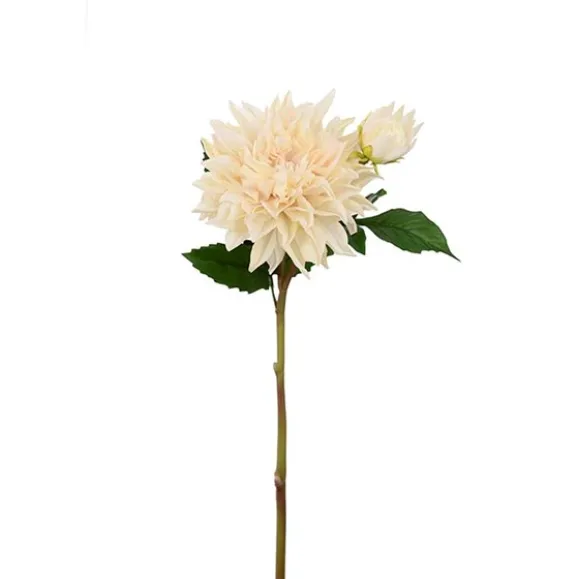Tvåstänglad dahlia