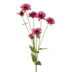 Zinnia